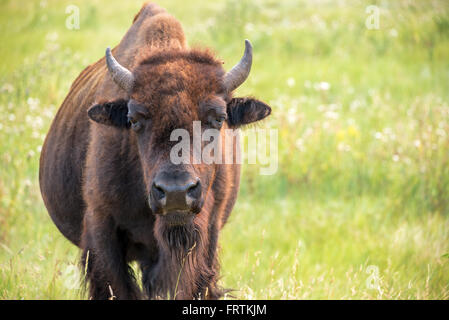 Closeup of a buffalo in Custer State Park in the Black Hills of South Dakota looking at the camera Stock Photo