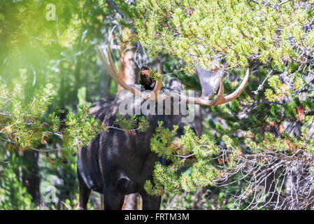 Bull Moose standing in a grove of pine trees at West Tensleep Lake in Wyoming, USA Stock Photo