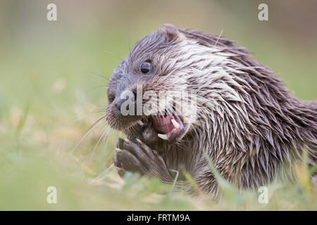 Otter Lutra lutra eating fish in Cornwall, UK Stock Photo