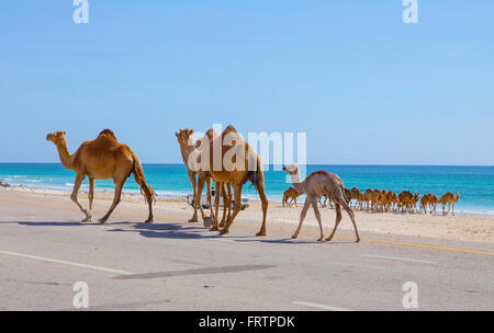 Camels crossing the road near Al Mughsayl, Oman. Stock Photo