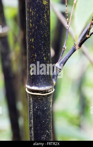 Black stem of the evergreen black bamboo, Phyllostachys nigra.  Stems turn black in their second year. Stock Photo
