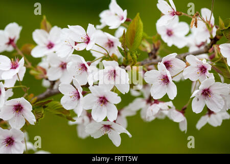 Close up of Japanese flowering cherry blossom - Prunus x Yedoensis flowers flowering during spring in an English garden, England, UK Stock Photo