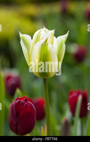 Close up of a single spring green tulip in amongst a border of red tulips.  Flowering in an English spring garden in the UK Stock Photo