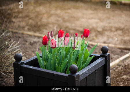 Close up of Red tulips planted in a black wooden planter in an English spring garden UK Stock Photo