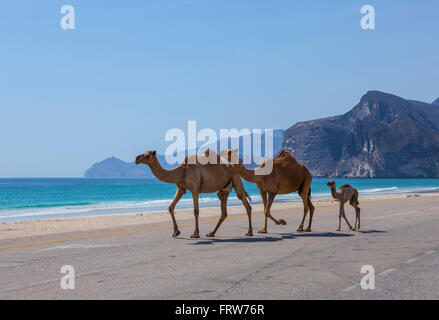 Camels crossing the road near Salalah, Dhofar, Oman. Stock Photo