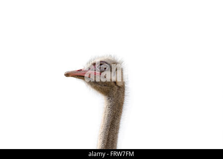 Sideview of ostrich's head and neck shot at the sunny day on ostrich farm, Moscow region, Russia. Stock Photo