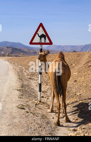 Camel crossing road sign in Oman road Stock Photo