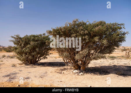 Frankincense Or Olibanum-tree (Boswellia Sacra), Wadi Dawqah Or Dawkah ...