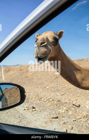 Curious and friendly camel near Salalah, Oman... Stock Photo