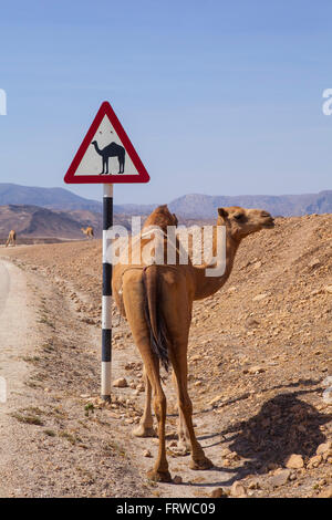 Camel crossing road sign in Oman road Stock Photo