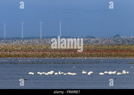 Dunlin (Calidris alpina), flock of dunlins in flight, Wadden Sea National park, Schleswig-Holstein, Germany Stock Photo