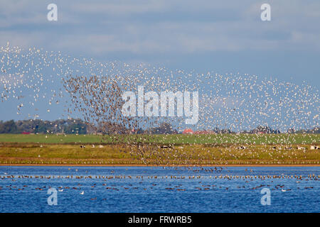 Dunlin (Calidris alpina), flock of dunlins in flight, Wadden Sea National park, Schleswig-Holstein, Germany Stock Photo