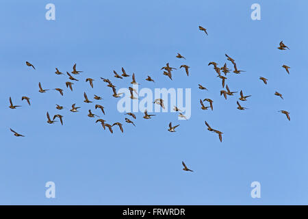 European golden plovers / Eurasian golden plover (Pluvialis apricaria), flock in flight Stock Photo