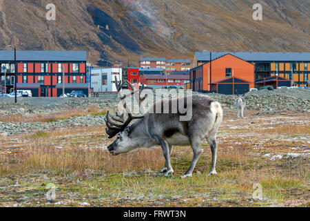 Svalbard reindeer (Rangifer tarandus platyrhynchus) bull grazing in Longyearbyen Svalbard / Spitsbergen, Norway Stock Photo