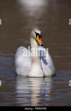 Mute Swan; Cygnus olor Single Cornwall; UK Stock Photo
