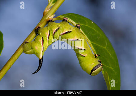 Privet Hawk Moth Caterpillar; Sphinx ligustri; on Privet; Cornwall; UK Stock Photo