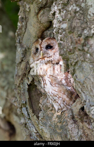 Tawny Owl; Strix aluco; in Tree; Cornwall; UK Stock Photo