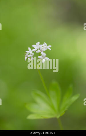 Woodruff; Galium odoratum; Spring; Cornwall; UK Stock Photo
