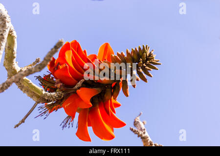 Tropical flowering plant Erythrina crist-galli: Common name Coral Tree - Flame Tree. Stock Photo