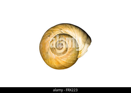 Cut Out Large Light Brown Northern Moon Snail shell (Euspira heros) isolated on white background Stock Photo