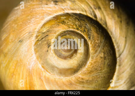 Close up of the Fibonacci (Leonardo Bonacci) spiral found on a large brown Northern Moon Snail Shell Stock Photo