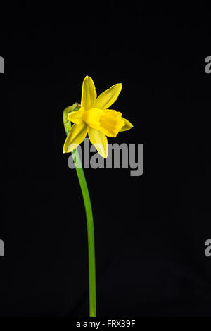 one blooming miniature daffodil photographed on a dark surface Stock Photo