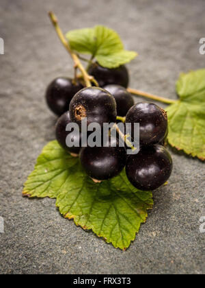 Blackcurrants - freshly picked sprig from bush on grey slate background Stock Photo