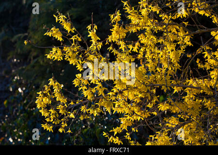 A bright yellow broom bush on the side of a road glowing in the spring sunshine in the Cotswolds, UK. Stock Photo