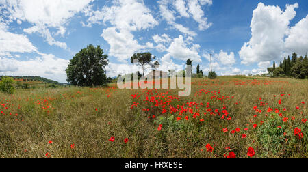 Country house with poppy field, pine trees and cypress trees, near Chiusi, province of Siena, Tuscany, Italy Stock Photo