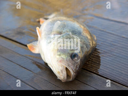 European perch (Perca fluviatilis) on a wooden deck just before release Stock Photo
