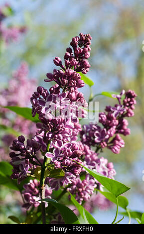 Purple lilac blossoms, Syringa vulgaris 'Sensation', Germany, Europe Stock Photo