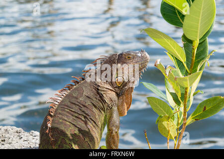 Portrait of American green common iguana in South Florida, USA Stock Photo