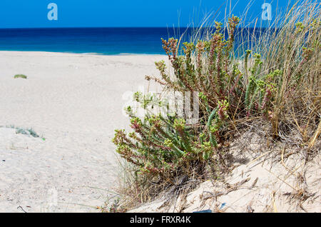 Sand dunes Lighthouse Beach Bunbury Western Australia. Stock Photo