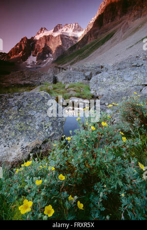 Mount Fay and Wildflowers, Consolation Lakes; Banff National Park, Alberta, Canada Stock Photo