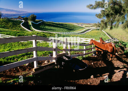 Horses and White Fence on a Ranch, Big Island, Hawaii, U.S.A. Stock Photo
