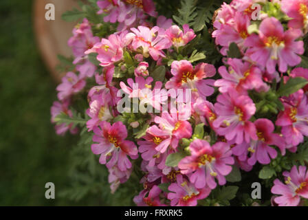 Schizanthus × wisetonensis, Poor Man's Orchid, Butterfly flower, ornamental hybrid with fern like leaves and beautiful flowers Stock Photo