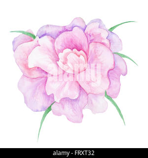 High-quality botanical illustration with tender romantic blossoming rose isolated on white background Stock Photo