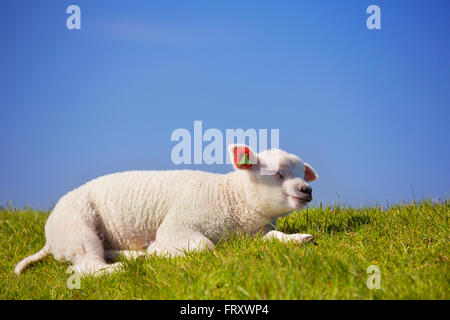 A cute little Texel lamb lying in the grass on the island of Texel in The Netherlands on a sunny day. Stock Photo