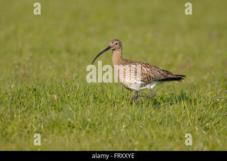 Eurasian Curlew / Grosser Brachvogel ( Numenius arquata ), rare wader, on an extensive meadow, searching for food. Stock Photo