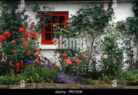 Red roses and blue Campanula Glomerata Superba in border below cottage with a red window Stock Photo
