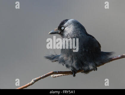 Jackdaw perched on a branch looking toward the light, with feathers ruffled in the breeze Stock Photo