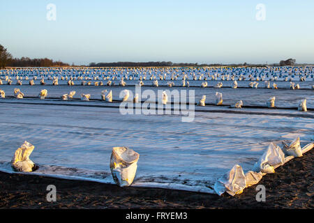 Spring Salad crops growing under horticultural fleece inBurscough, Lancashire, UK March, 2016.  UK Weather.  A landscape being covered in white fleece as farmers use satellite equipment to plot their fields and plant this seasons’ lettuce seedlings. Horticultural fleece is a thin, unwoven, polypropylene fabric that is used as a floating mulch to protect both early and late crops and other delicate plants from cold weather and frost, as well as insect pests during the normal growing season. Stock Photo