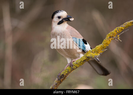 Eurasian Jay (Garrulus glandarius) perched on a branch. This bird is found throughout western Europe, northwest Africa and south Stock Photo