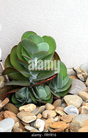 Kalanchoe thyrsiflora or also known as Kalanchoe Flapjack Stock Photo