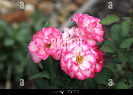 Double Delight Roses in full bloom Stock Photo