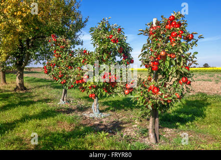 Three small apple trees with many, ripe, red apples in an orchard next to a field. Stock Photo