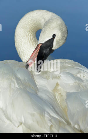 Trumpeter swan preening feathers at edge of Esquimalt Lagoon-Victoria, British Columbia, Canada. Stock Photo