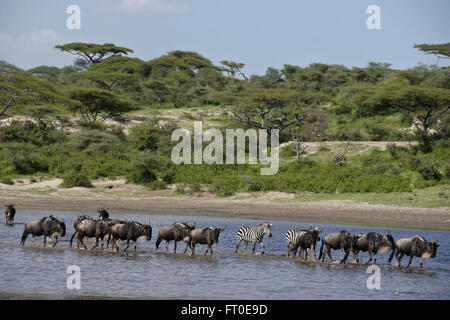 Wildebeests and zebras crossing water, Ngorongoro Conservation Area (Ndutu), Tanzania Stock Photo