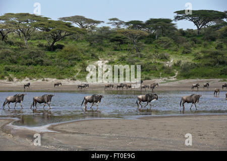 Wildebeests crossing water, Ngorongoro Conservation Area (Ndutu), Tanzania Stock Photo