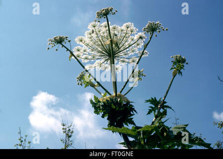 Close-up of cow parsley Stock Photo